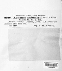Aecidium zanthoxyli image